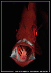 Big Mouth... :O) ... by Michel Lonfat 